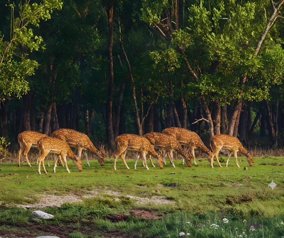 Spotted Deer